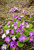 Primula vulgaris var. sibthorpii