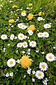 Daisy,Dandelions and Slender Speedwell