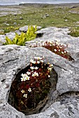 Saxifraga rosacea ssp. rosacea