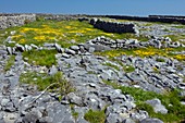 Ancient limestone fields