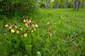 Cypripedium calceolus