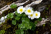 Alpine Buttercup (Ranunculus alpestris)