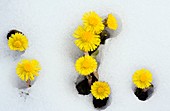 Coltsfoot (Tussilago farfara)