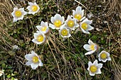 Spring Pasque flower (Pulsatilla vernalis