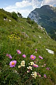 Alpine Aster and Livelong Saxifrage