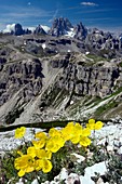 Papaver alpinum rhaeticum