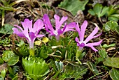 Least primrose (Primula minima)