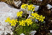 Yellow whitlow-grass (Draba aizoides)