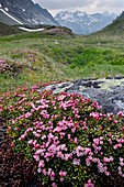 Creeping Azalea (Loiseleuria procumbens)