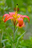 Wood Lily (Lilium philadelphicum)