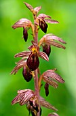 Striped Coral-root (Corallorhiza striata)