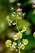 Thalictrum occidentale