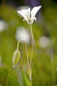 Calochortus apiculatus