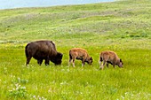 American bison,Canada