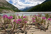 Epilobium latifolium