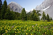 Erythronium grandiflorum