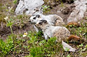 Two Hoary marmots