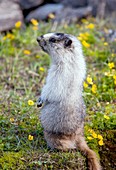 Hoary marmots