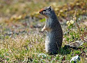 Hoary marmots