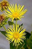 Elecampane (inula helenium)