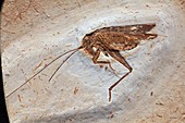 Locust fossil