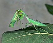 Female giant Asian mantis eating its mate