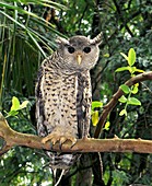 Forest eagle owl