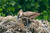 Hammerkop building a nest