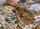 Common Indian toads mating