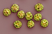 Dandelion pollen grains,SEM