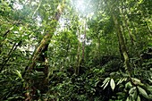 Tropical rainforest,Borneo