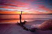 Beach driftwood at sunset