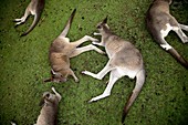 Wallabies resting on grass