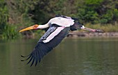 Painted stork in flight