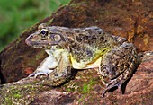 Bull frog