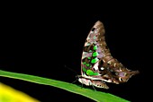 Tailed jay butterfly