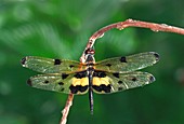 Common picture wing dragonfly