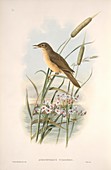 Great reed warbler,artwork
