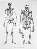 Human and gorilla skeletons,artwork