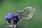 Green-veined white butterfly