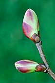 Lime (Tilia sp.) tree buds