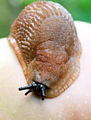 Large black slug