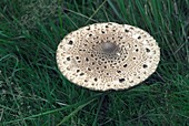 Parasol mushroom