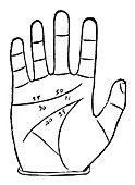 Diagram used in palmistry,16th century