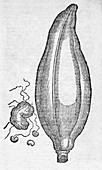 Woodcut of a soursop fruit