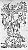 Woodcut of a sweet pepper plant