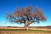 Oak (Quercus robur)