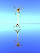 Mirror neuron,conceptual image