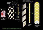 Collagen synthesis and assembly,artwork