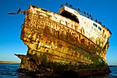 Rusting shipwreck at low tide